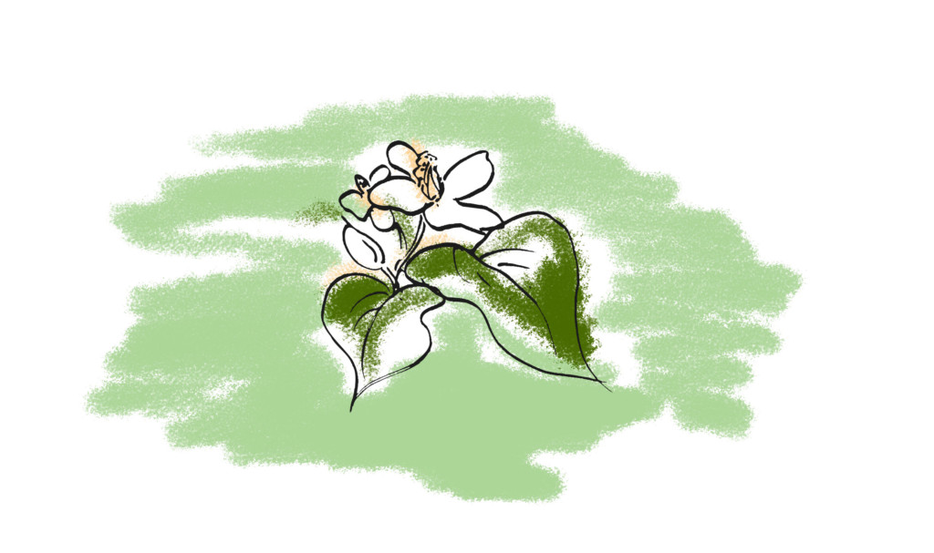 ドクダミの花で バーンロムサイの縁側
