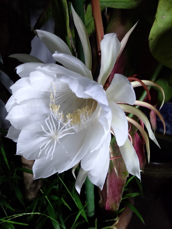 月下美人 Epiphyllum Oxypetalum バーンロムサイの縁側